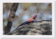 11SerengetiToSopa - 06 * Male Agama lizards are beautifully colored.
